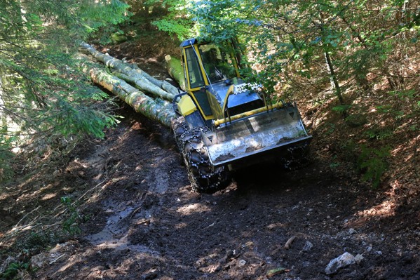 GOZDNI DELAVEC III.jpg