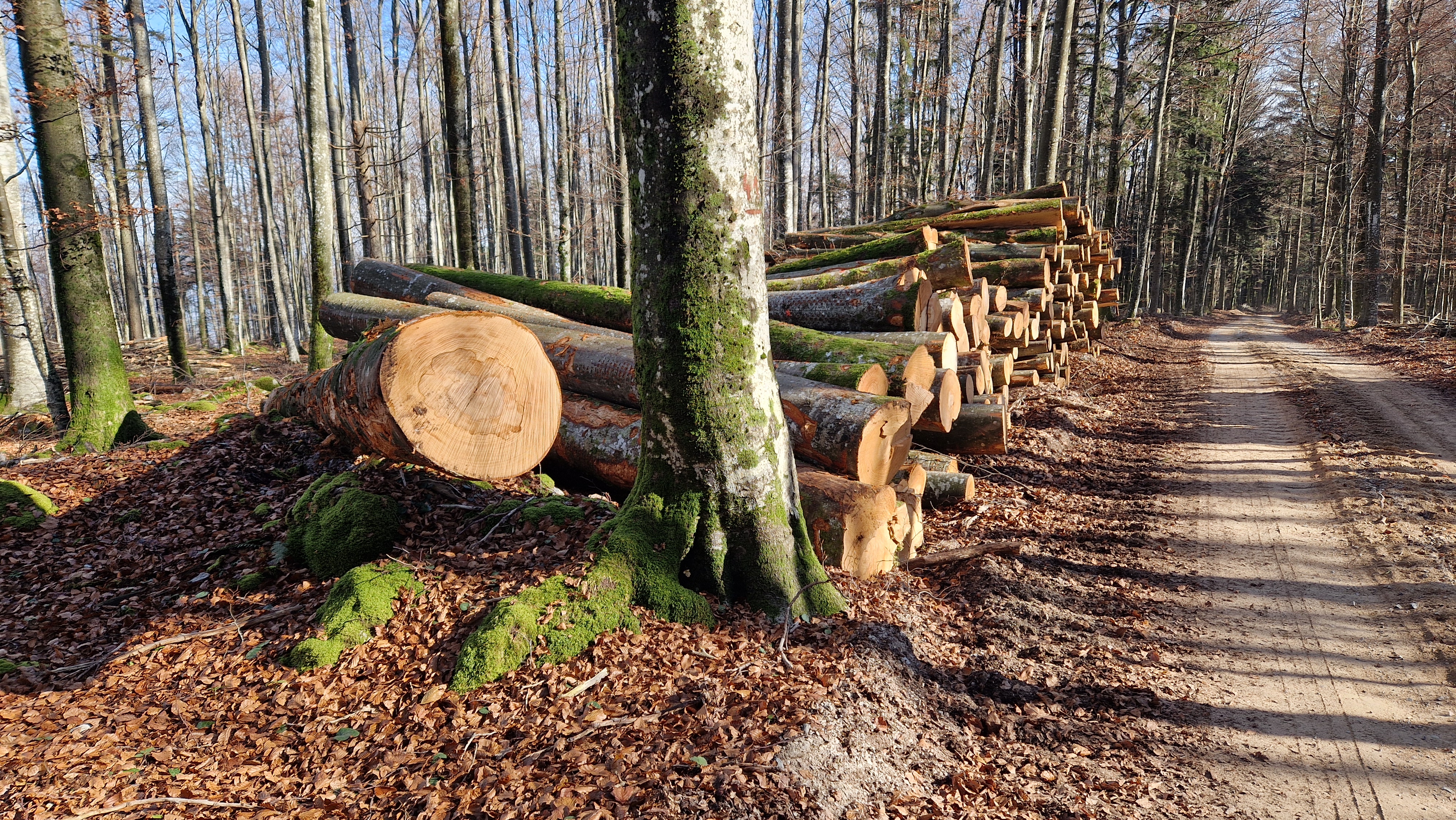 Ceniki za direktno prodajo