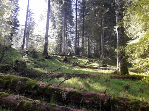 Benčina_Smrečje naravni rezervat (večja) (5).jpg