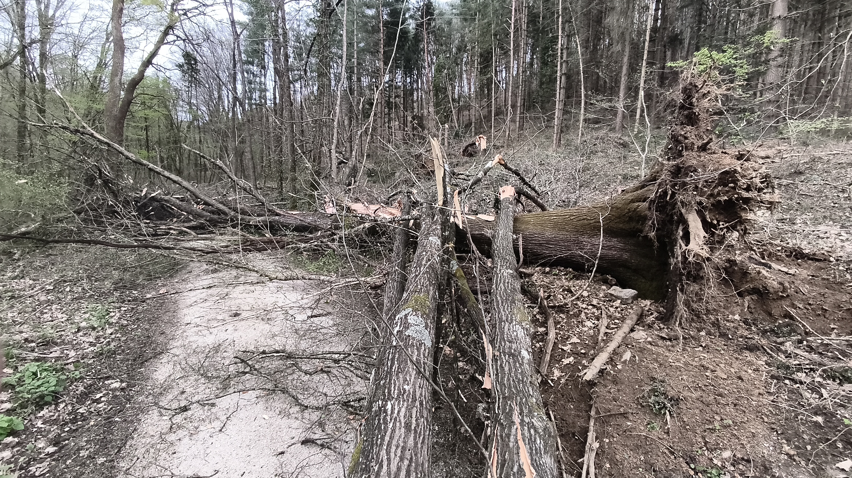 Zaradi vetroloma povečana nevarnost v gozdovih po Sloveniji