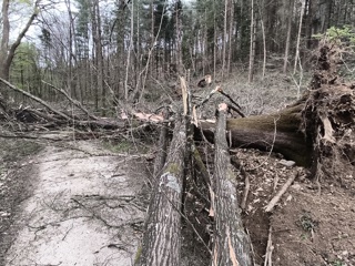 Zaradi vetroloma povečana nevarnost v gozdovih po Sloveniji