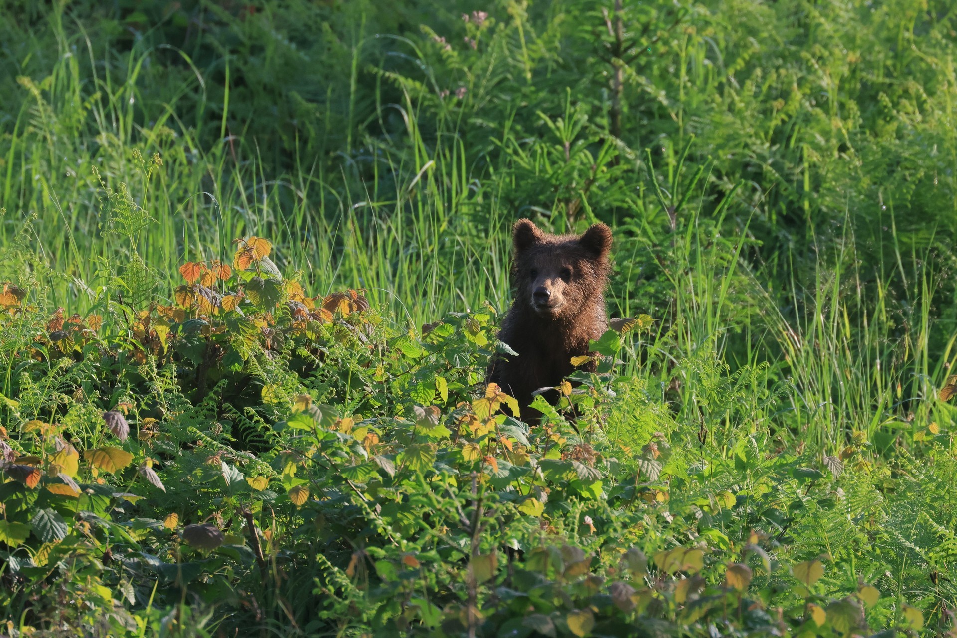 Letna poročila o doseganju ciljev gospodarjenja z državnimi gozdovi 