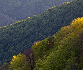 Prodajate gozd ali ga želite zamenjati?