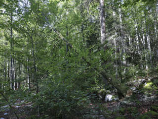 Po čem je sodček slovenske nafte?