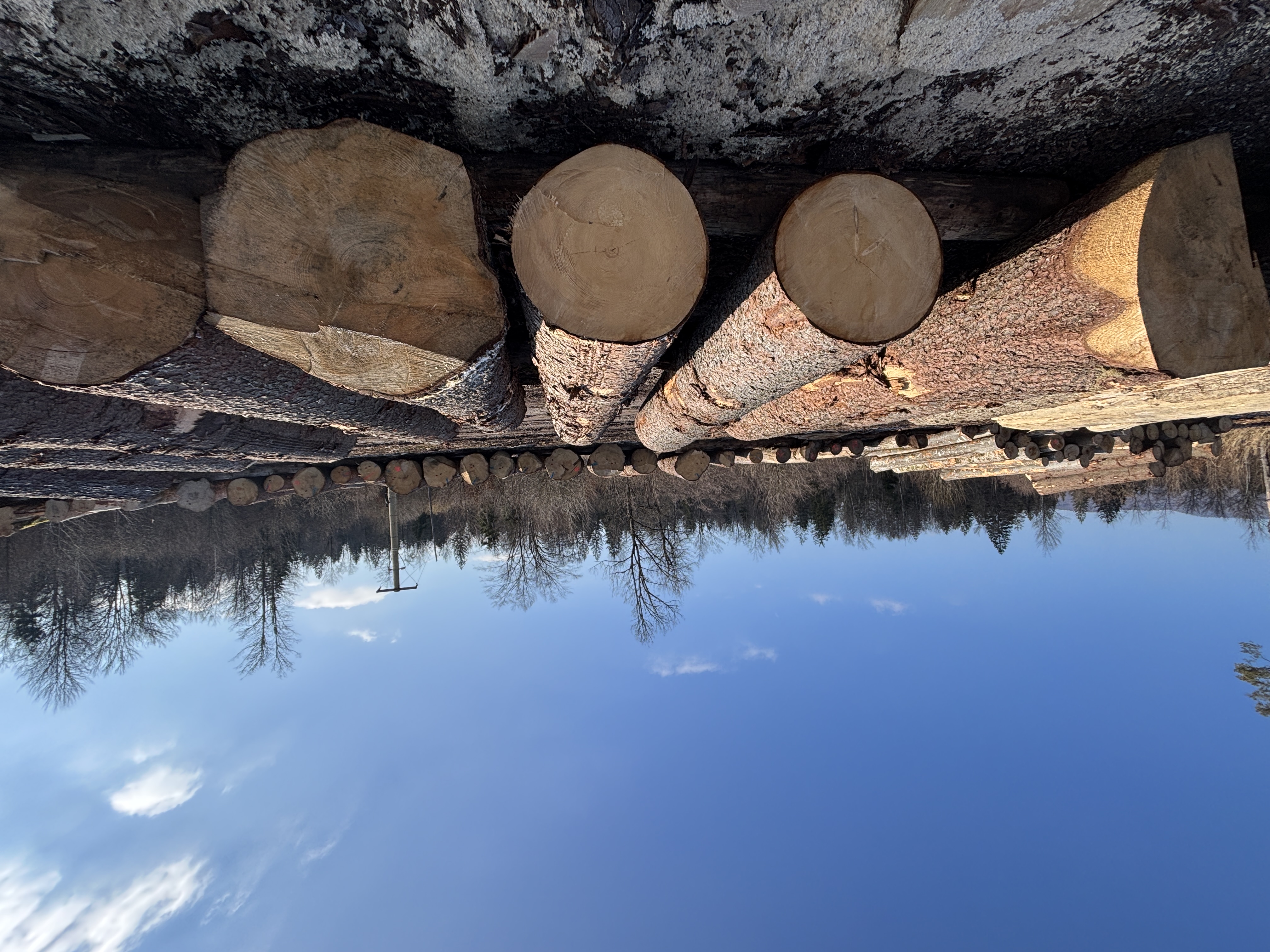 Licitacije vrednejših lesnih sortimentov