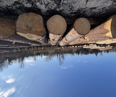 Licitacije vrednejših lesnih sortimentov