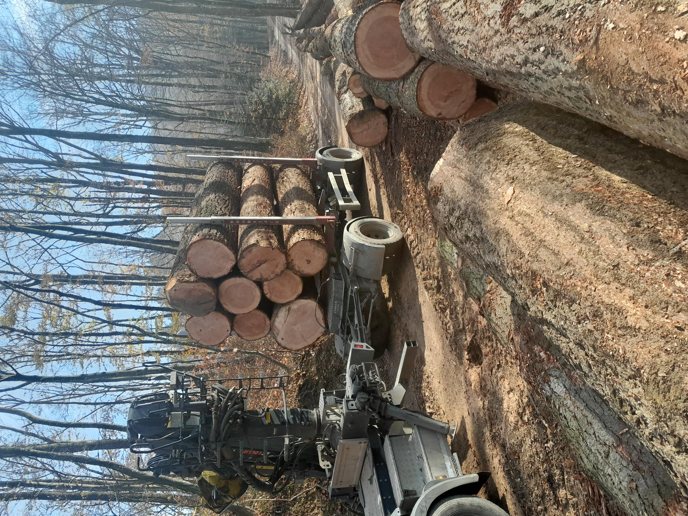 SiDG organizira drugo dražbo vrednejše hlodovine