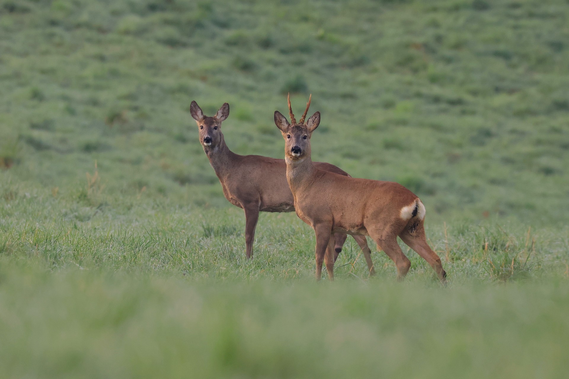 Letna poročila družbe SiDG