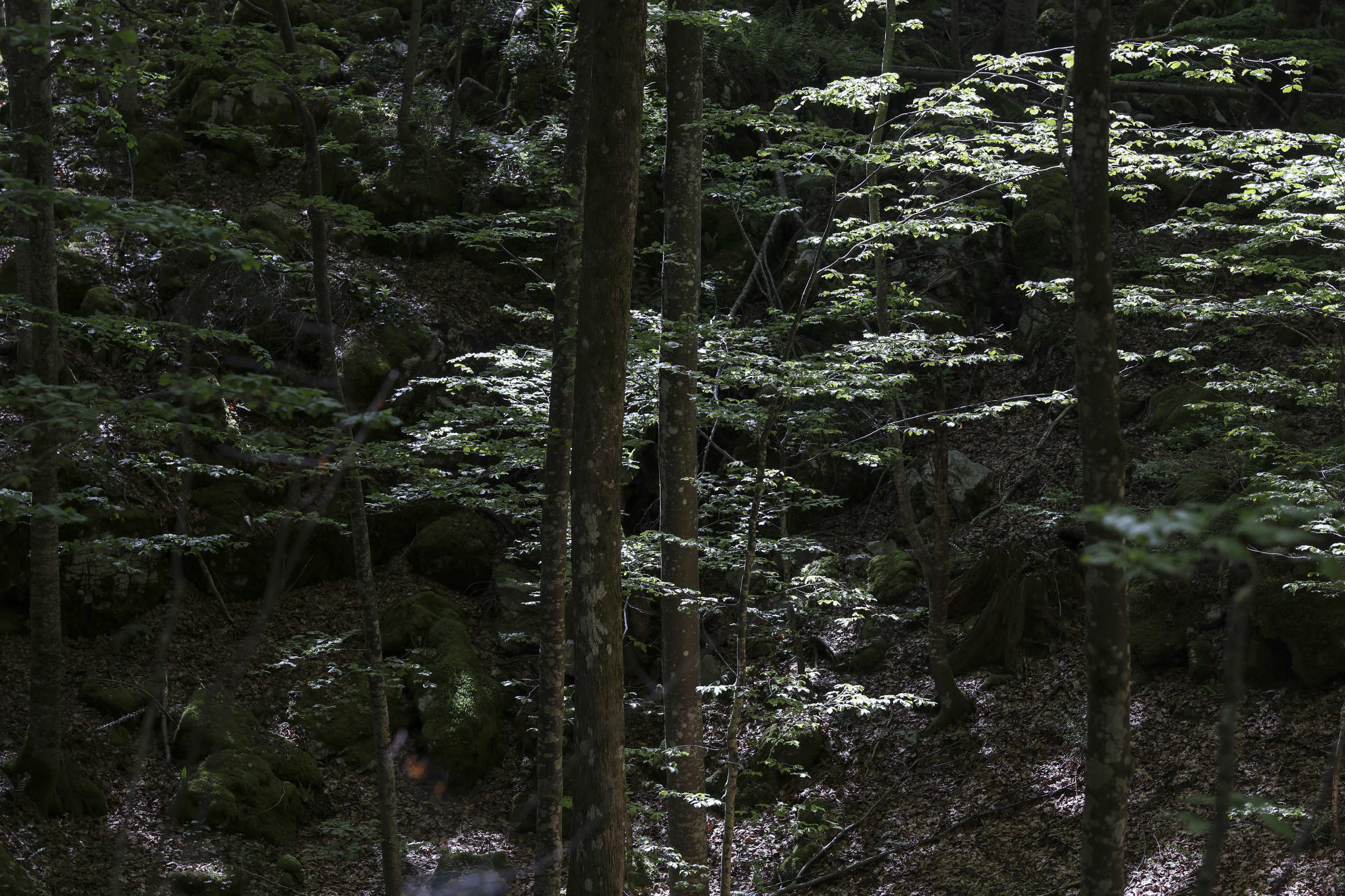 Prodaja lesa na panju