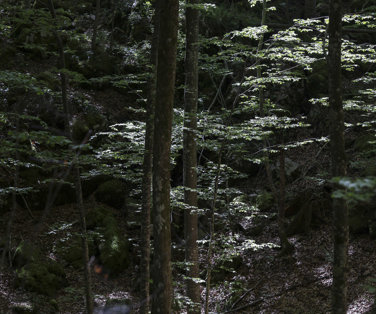 Prodaja lesa na panju