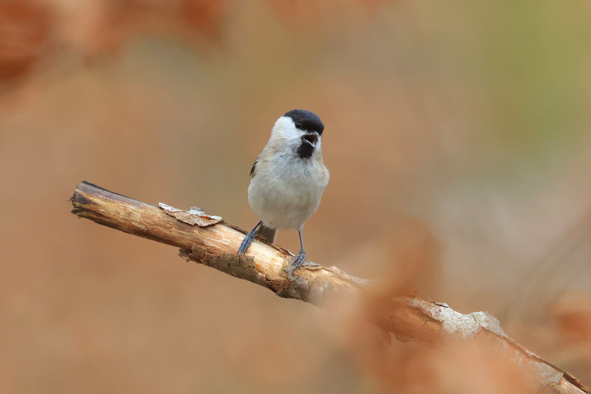 Letna poročila skupine SiDG