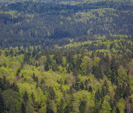 Načrtujete poseg na gozdnem zemljišču v upravljanju SiDG?